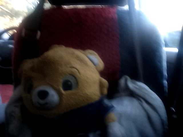 CuddleBear