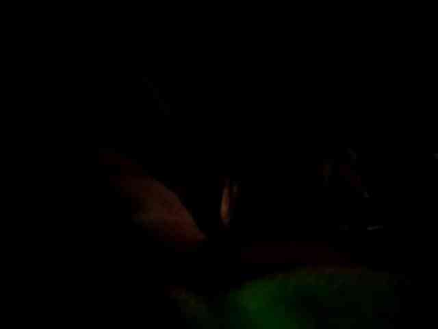 CuddleBear CuddleBear