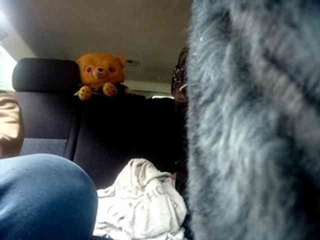 CuddleBear