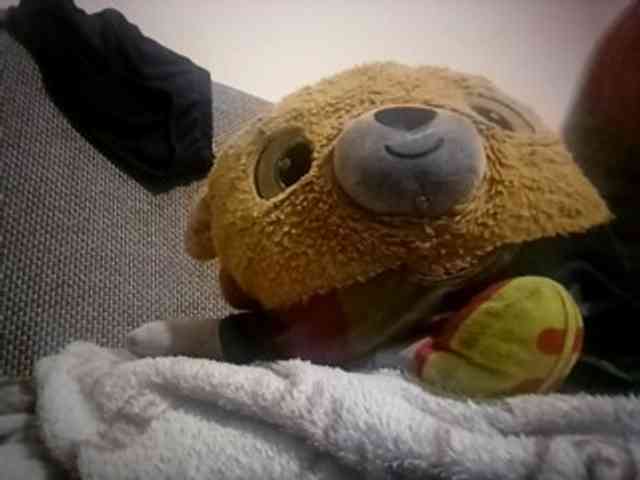 CuddleBear