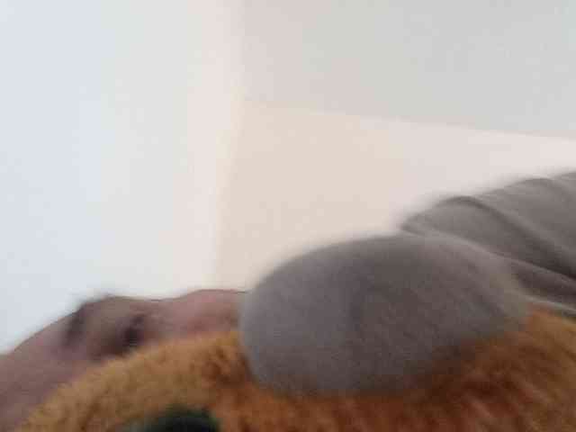 CuddleBear Sex Cam Show