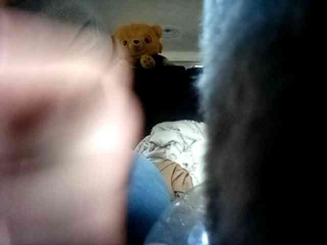 CuddleBear