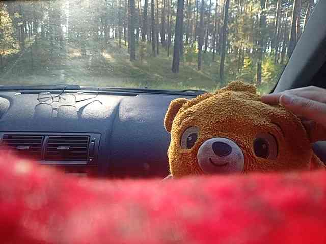 CuddleBear