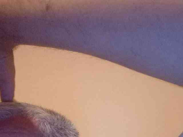 CuddleBear Sex Cam Show