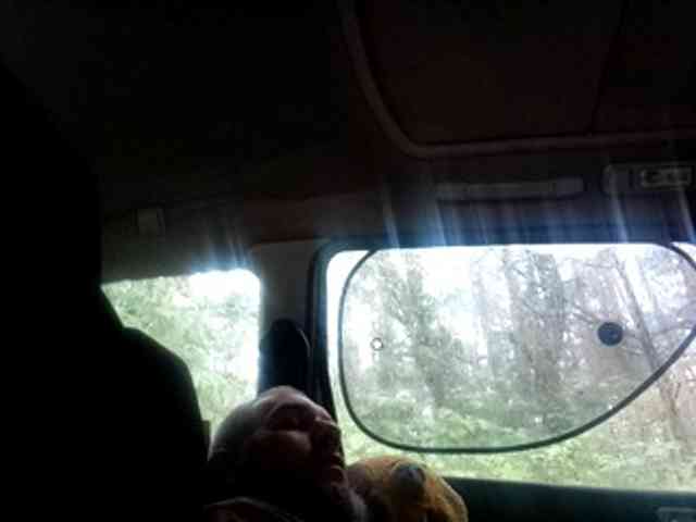 CuddleBear