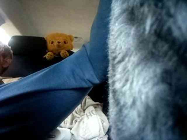 CuddleBear