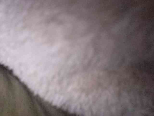 CuddleBear