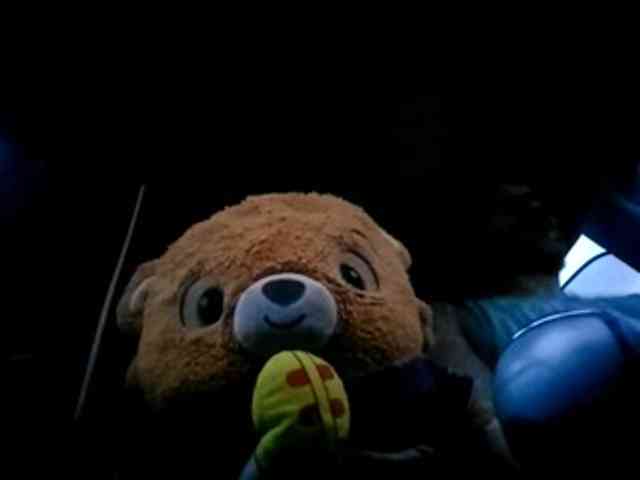 CuddleBear