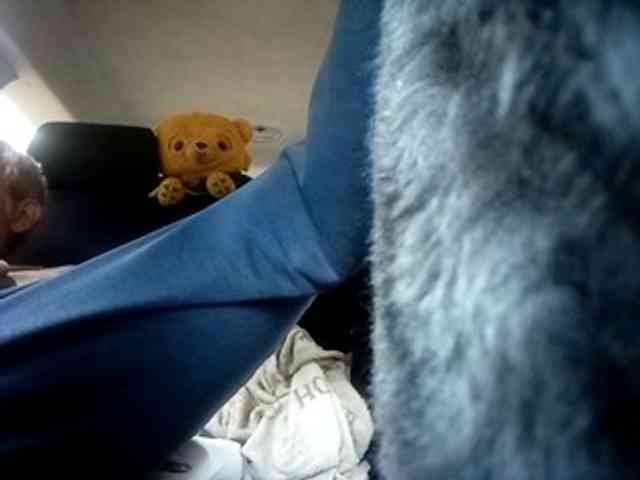 CuddleBear