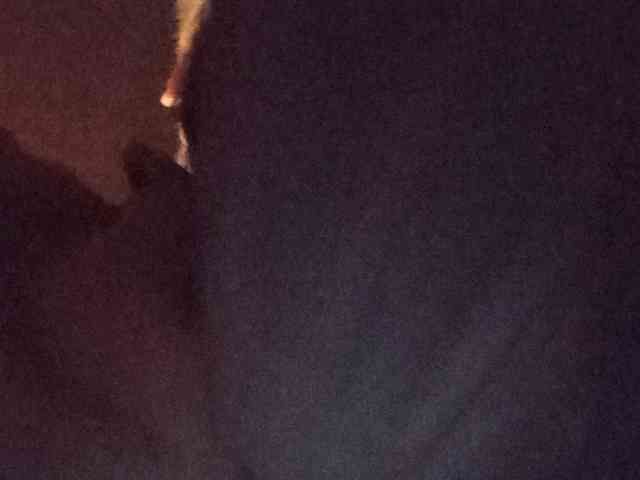 CuddleBear