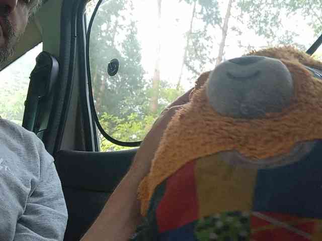 CuddleBear