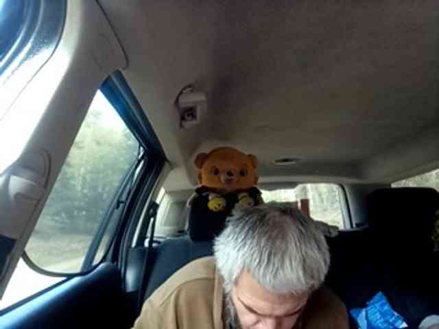 CuddleBear