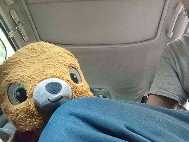 CuddleBear