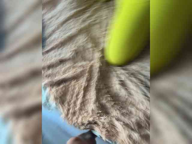 PARRATIGROFF