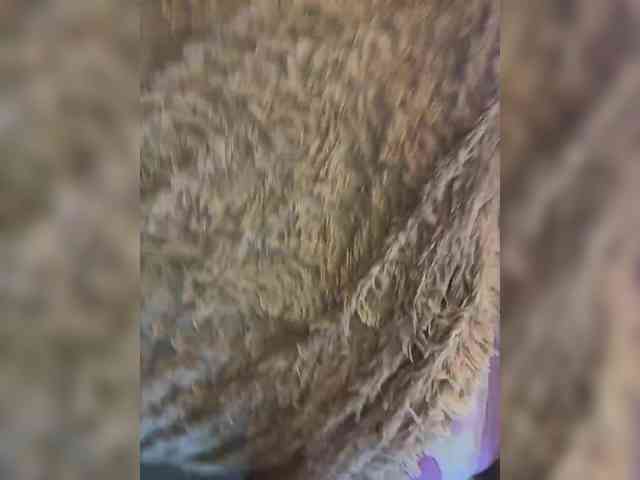 ParraTigroff webcam