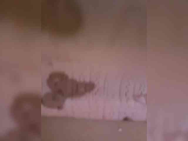 popavkadre webcam