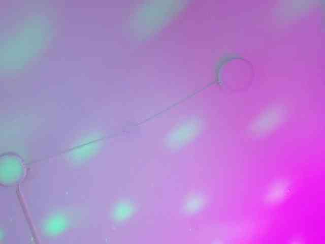 Ella-kelly webcam