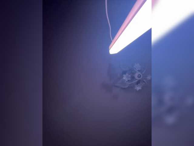 BellaAndAlice live cam on BongaCams