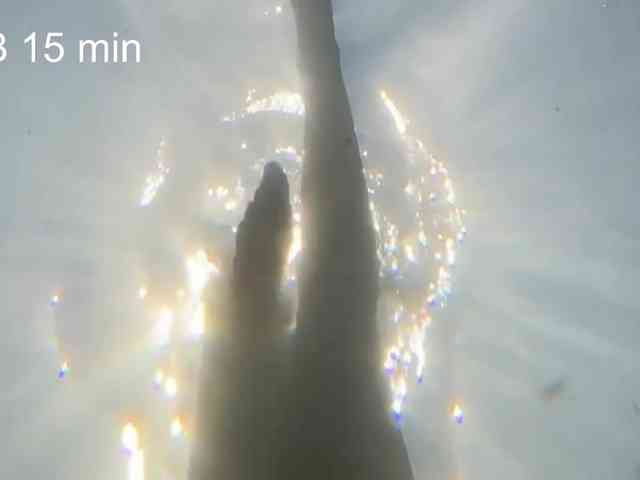 OhMyKosh webcam