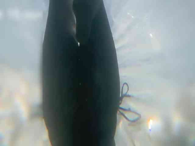 OhMyKosh webcam