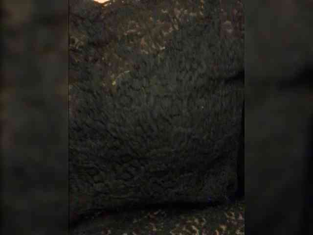 OhMyKosh webcam