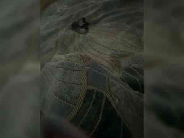RaiAd webcam