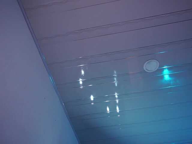alondrasparrow live cam