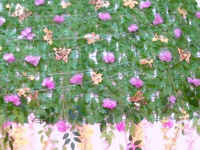 Crystal25 live cam