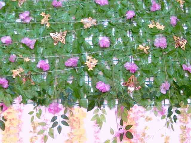 Crystal25 webcam