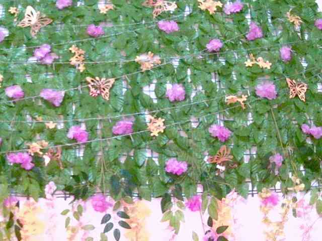 Crystal25 webcam