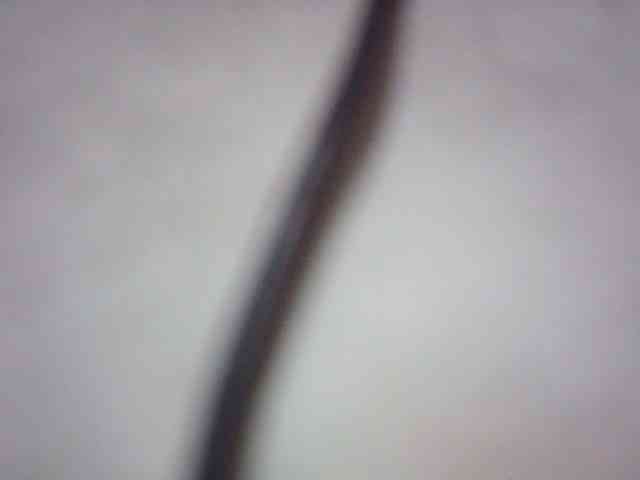 fariana webcam