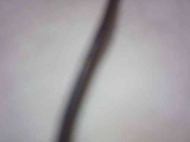fariana webcam