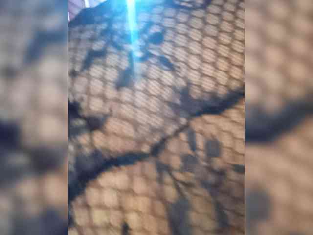 Letty33 webcam