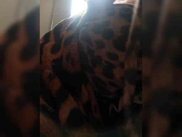 AlexaBrown12 webcam