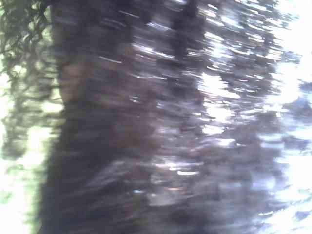 Eboniana webcam
