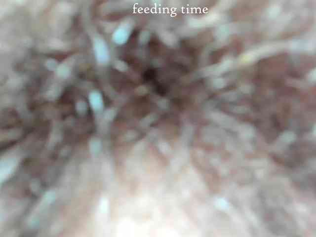 Layneinchains Live Webcam on BongaCams