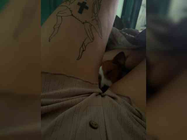 Mefmyay
