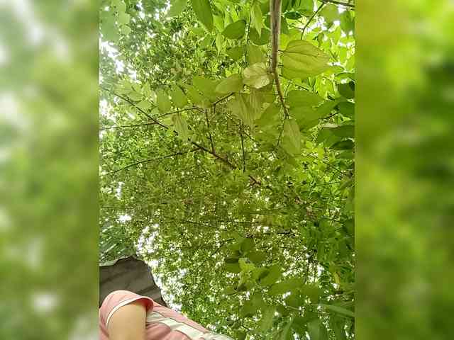 Jangji webcam