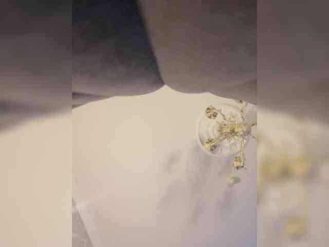 kotenokkkk webcam