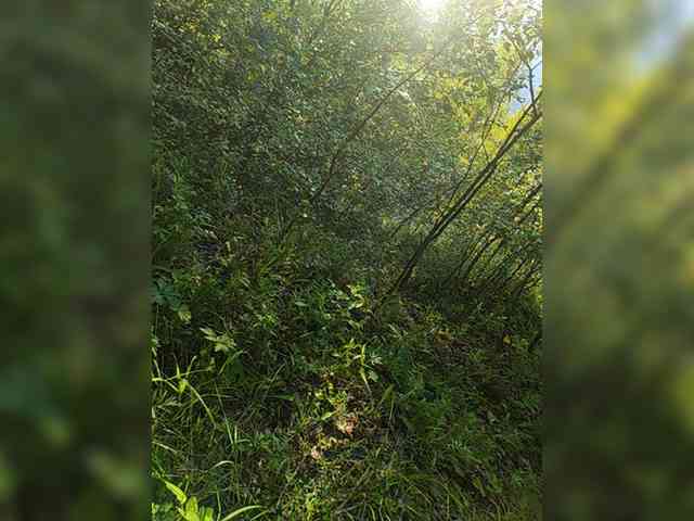 Hotpepper-Sweetpepper webcam