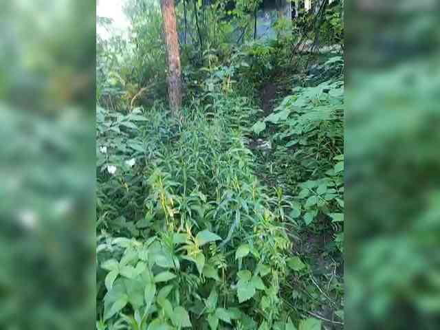 Hotpepper-Sweetpepper webcam