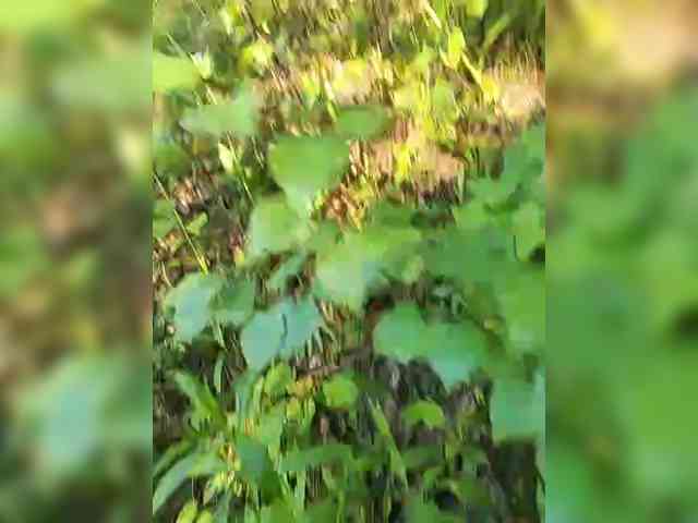 Hotpepper-Sweetpepper