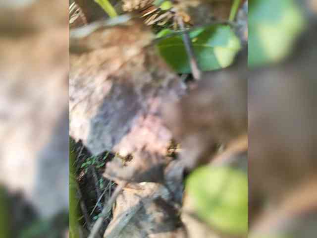 Hotpepper-Sweetpepper webcam