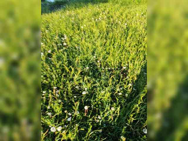 Hotpepper-Sweetpepper