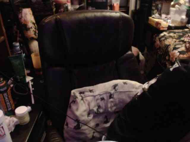 pussyxpaladin webcam