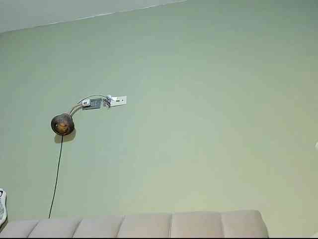 Mspurrfect webcam
