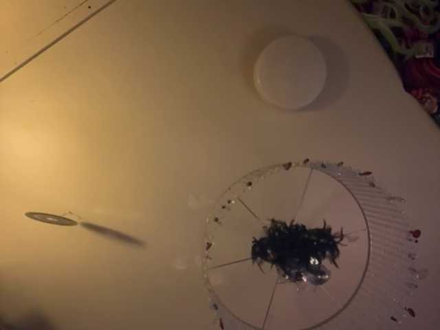 Lostnalice Live Cam and Statistics on UnifiedCams