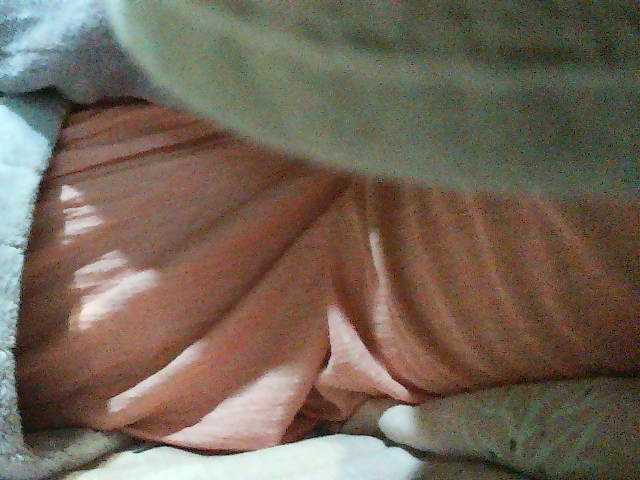 TriciaBella live cam