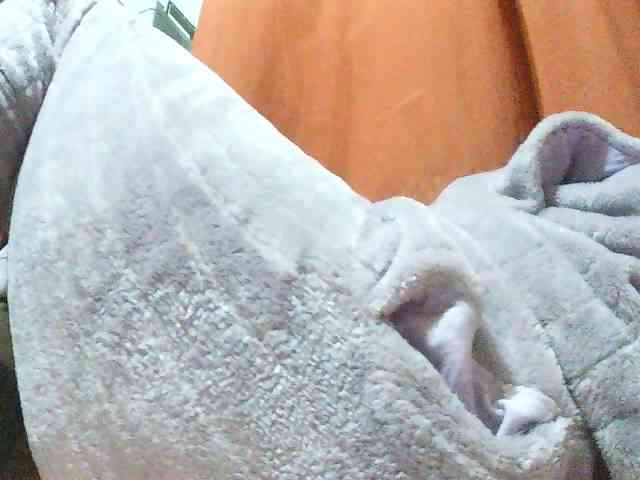 TriciaBella webcam