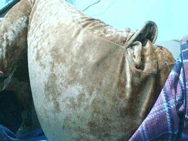 TriciaBella webcam